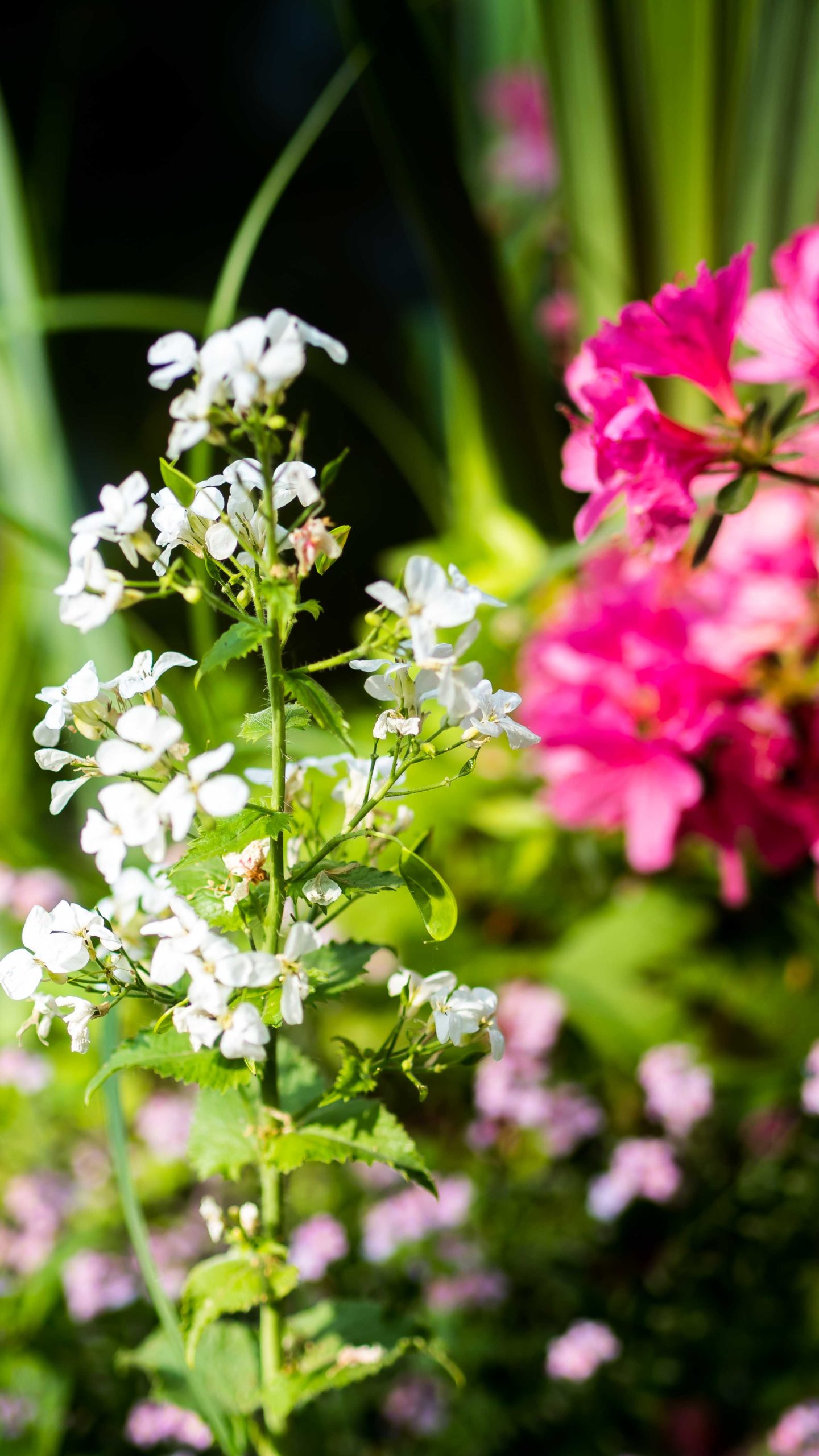 Jordan Taylor C - An Insider's Guide to Giverny, giverny, travel, insider's guide, insiders guide to giverny, paris, paris france, france travel, giverny travel, guide to giverny, paris day trip, giverny day trip