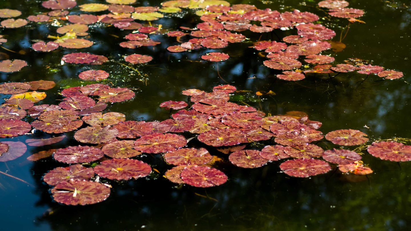 Jordan Taylor C - An Insider's Guide to Giverny, giverny, travel, insider's guide, insiders guide to giverny, paris, paris france, france travel, giverny travel, guide to giverny, paris day trip, giverny day trip