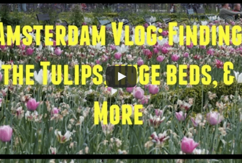 Amsterdam Vlog: Finding the Tulips, Huge Beds, More!