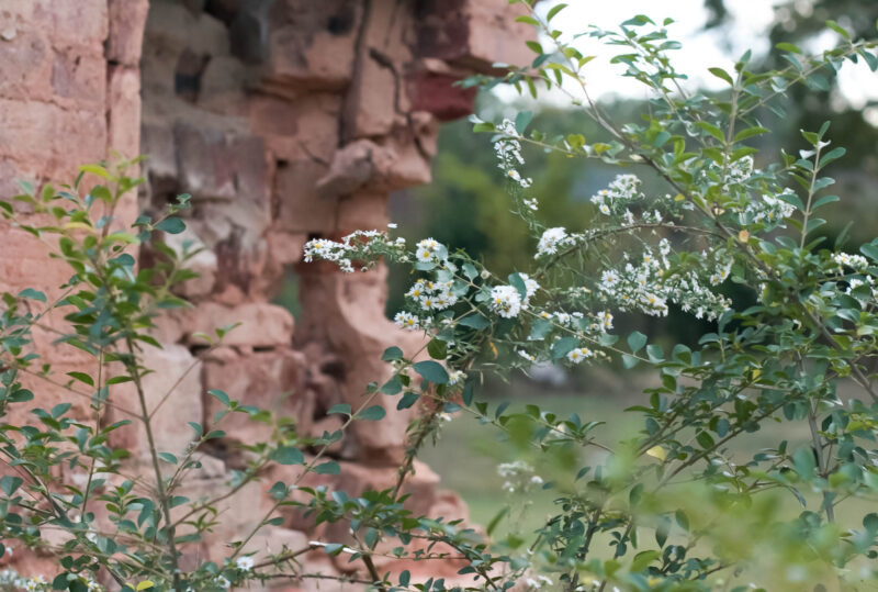 Halloween Preparation w/ Alice and Olivia